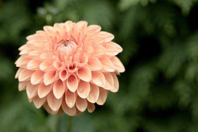 Canon EF 100 mm f/2.8L IS USM Macro | EOS 5D Mark III, f/5.6, 1/160 s, ISO-800